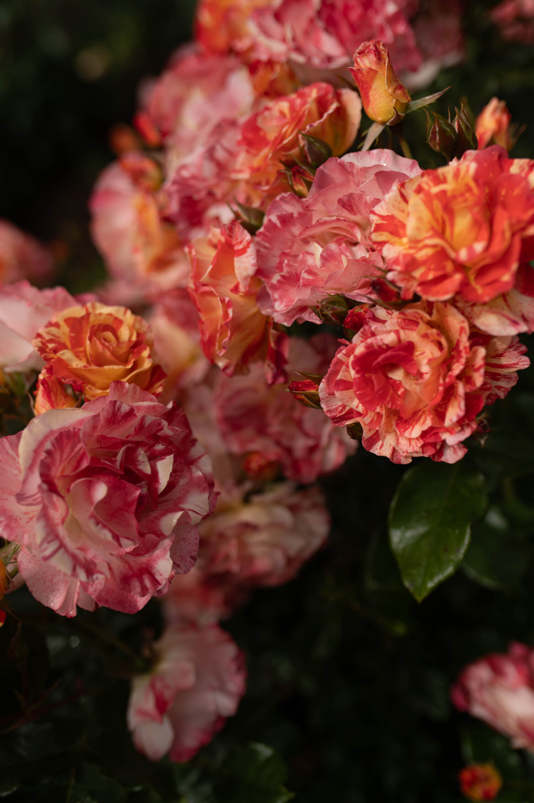 Masses of pink and red roses in full bloom with visitors walking through the International Rose Test Garden Portland